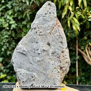 Rare triassic fossil bed - fish, shark, reptile bones & coprolite - blue anchor, somerset - coa included