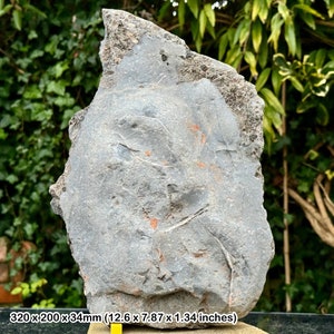 Rare triassic fossil bed - fish, shark, reptile bones & coprolite - blue anchor, somerset - coa included