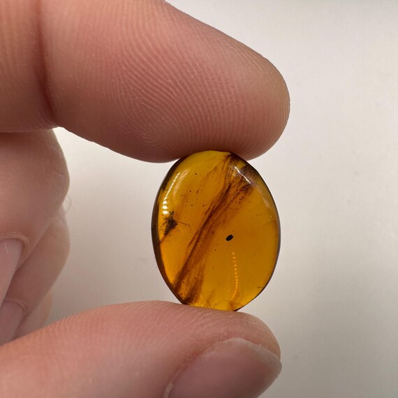9900万年前のビルマ産琥珀の化石 – 紫外線蛍光琥珀の中の昆虫