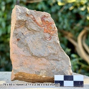 Estrellas frágiles fósiles (ophiura) - valle del Draa, Ordovícico, Marruecos - ejemplar auténtico con coa