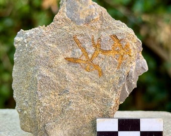Estrellas frágiles fósiles (ophiura) – Ordovícico, valle del Draa, Marruecos, espécimen de placa de estrella de mar