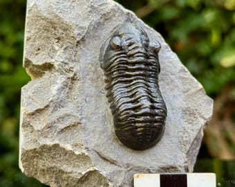 ゲラストス三葉虫の化石 - デボン紀、モロッコ - 古代の海洋生物