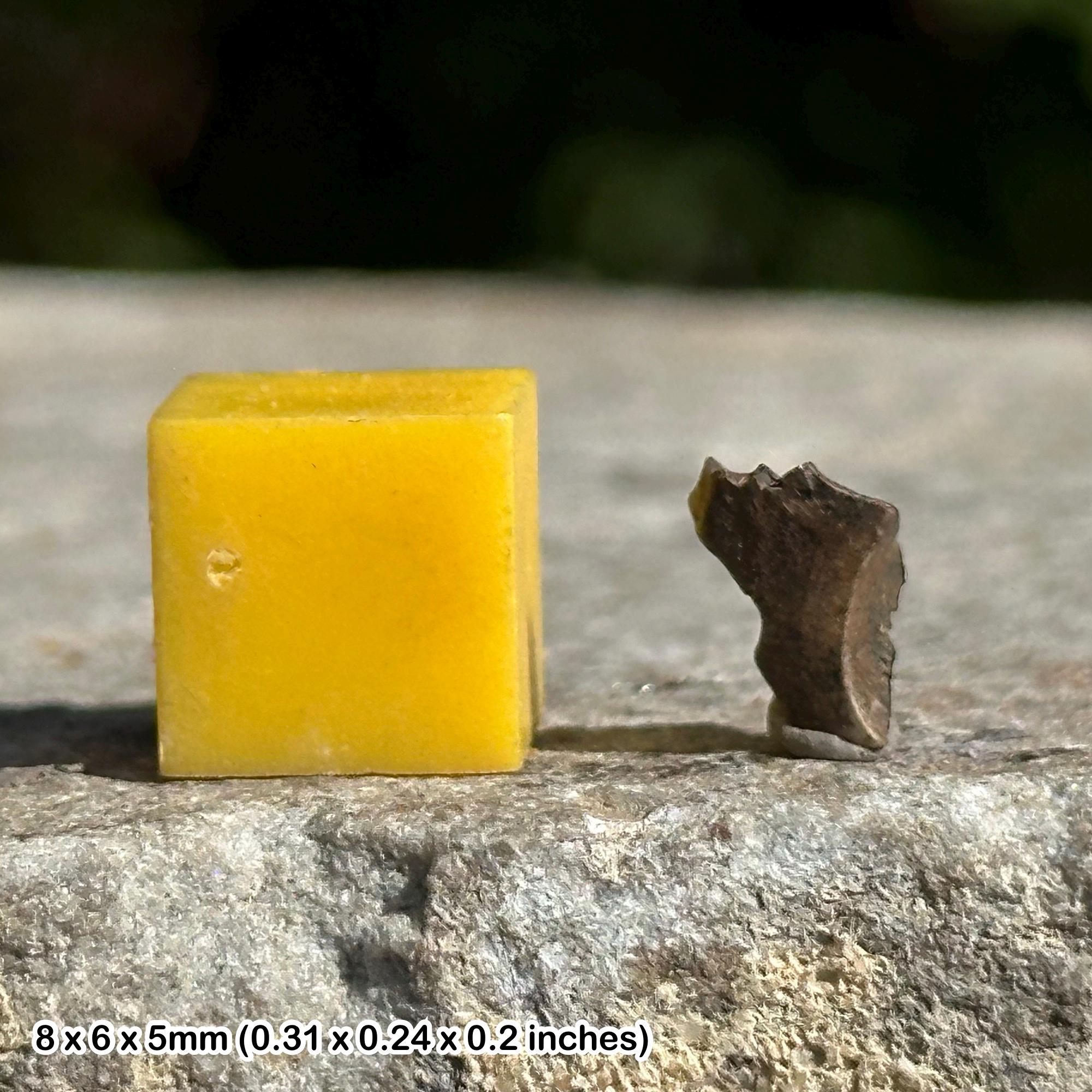 トリケラトプスの歯の化石（破片） - 真贋証明書付き - Etsy 日本