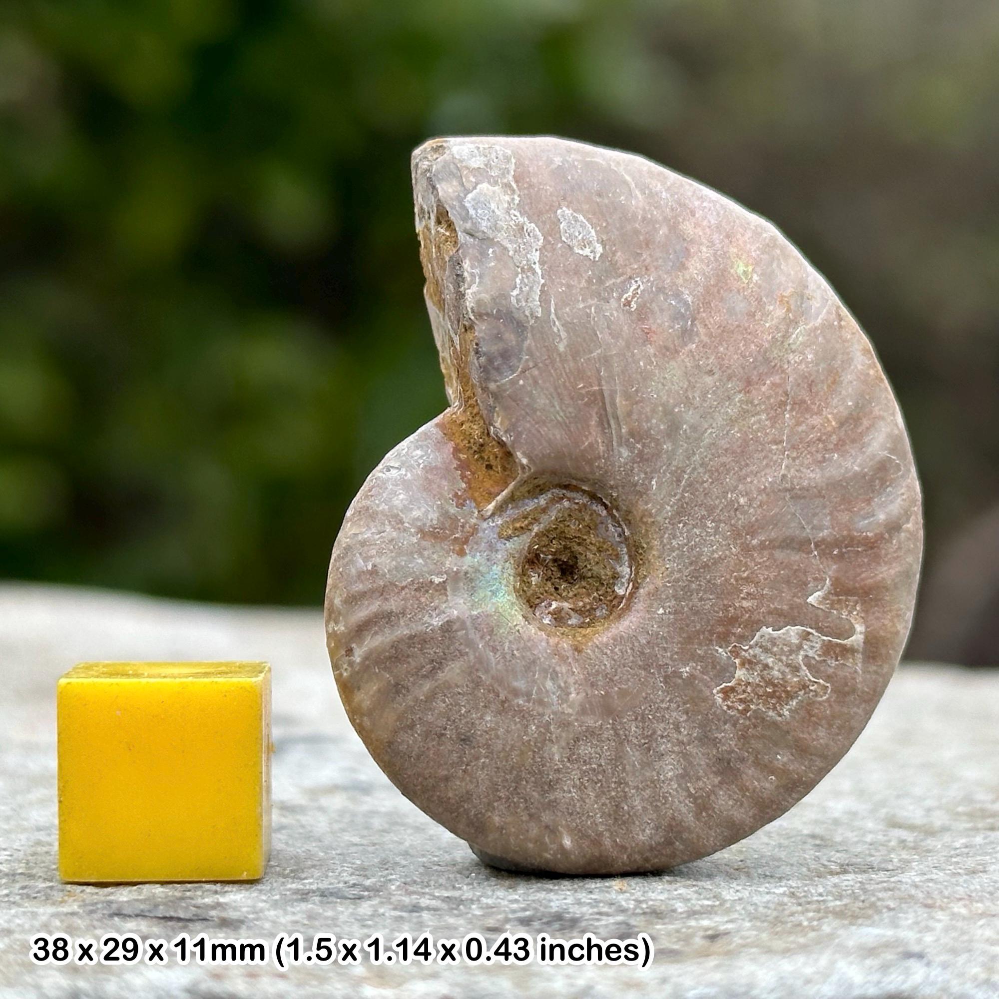 Silver/grey ammonite fossils from madagascar
