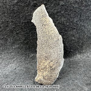 Fossil british dinosaur iguanodon bone, isle of wight, uk. cretaceous age