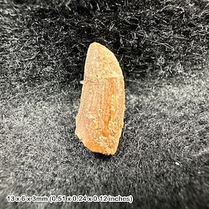 Ejemplar fósil de diente de dinosaurio rapaz (Deltadromeus agilis) procedente de Marruecos.