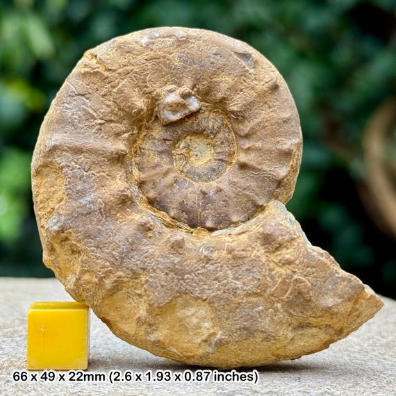 Euaspidoceras rotari 化石アンモナイト – ジュラ紀、フランス、アリス 