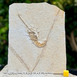 Seltene Aeger Tipularius Garnele - Solnhofener Kalkstein, Jura: Eichstätt, Solnhofen, Deutschland - mit Echtheitszertifikat