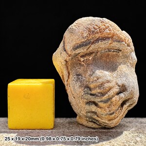 Enrolled phacops trilobite fossil – devonian period – genuine moroccan specimen – with certificate