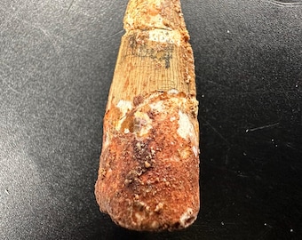 Autentico fossile di dente di spinosauro