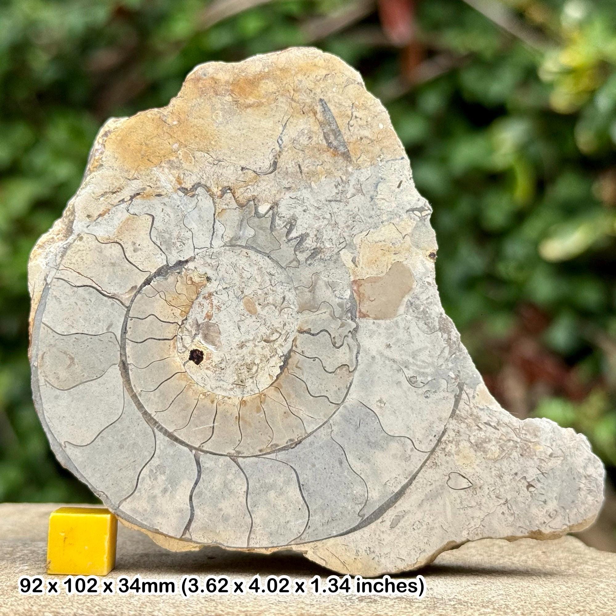 Somerset Polished Ammonite Fossil | Jurassic Beacon Limestone ...