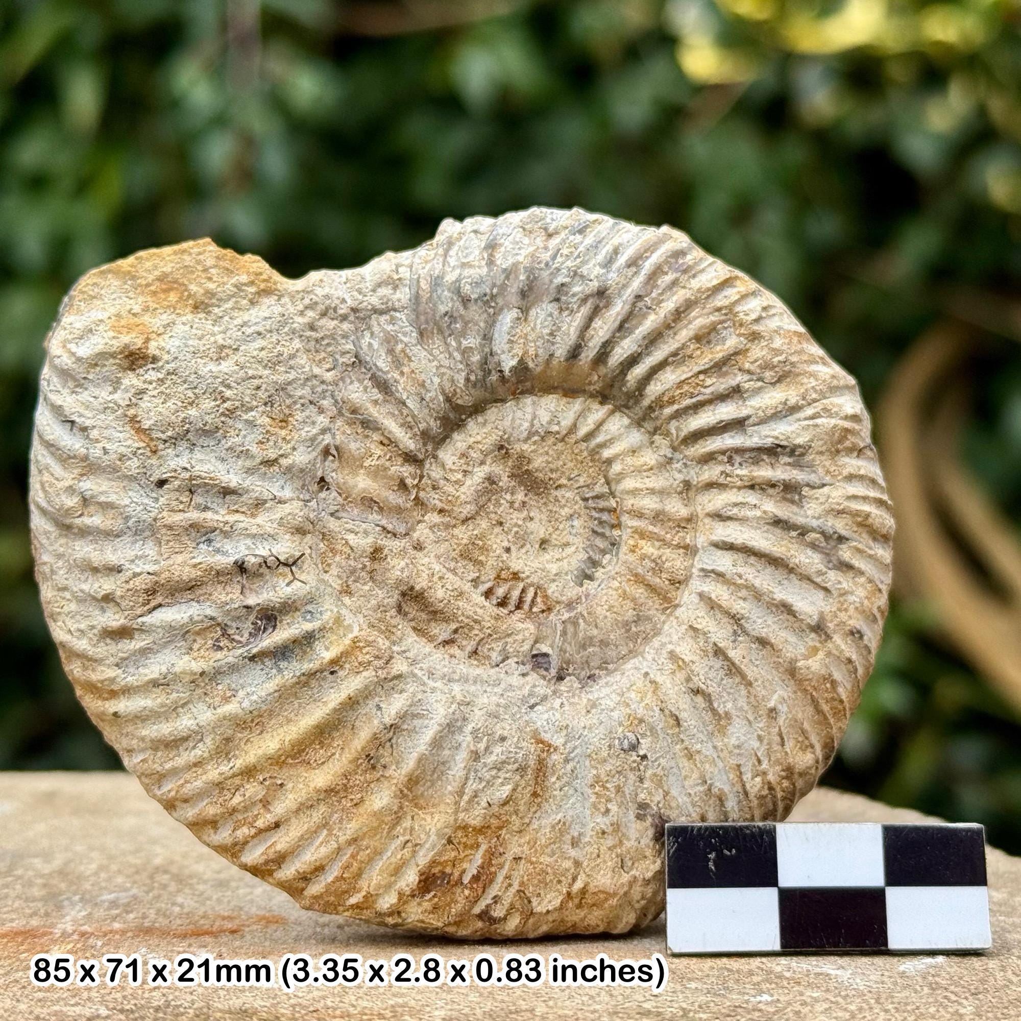 パーキンソニア パーキンソニア 化石アンモナイト – 劣等ウーライト