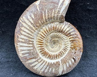 オウムガイの化石海洋動物、マダガスカル白亜紀、本物、認定済み