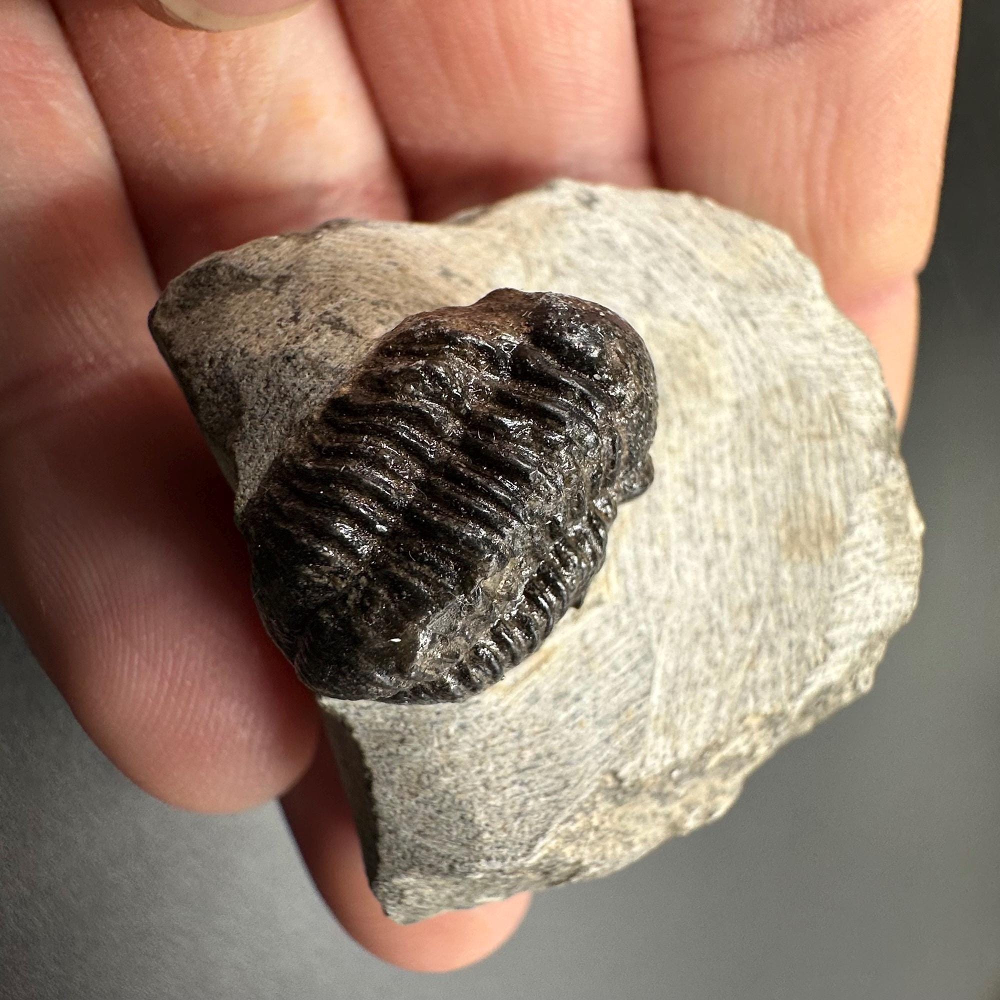 三葉虫モロッコ産④ゲラストスGerastos？化石 デボン紀 thumbnail2.webp