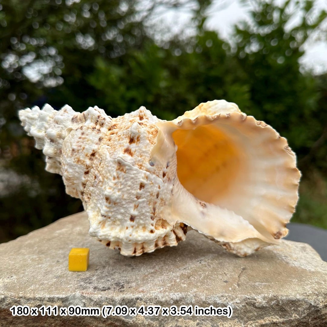 Frog Seashell Genuine Shell for Crafts & Fish Tanks Certified - Etsy