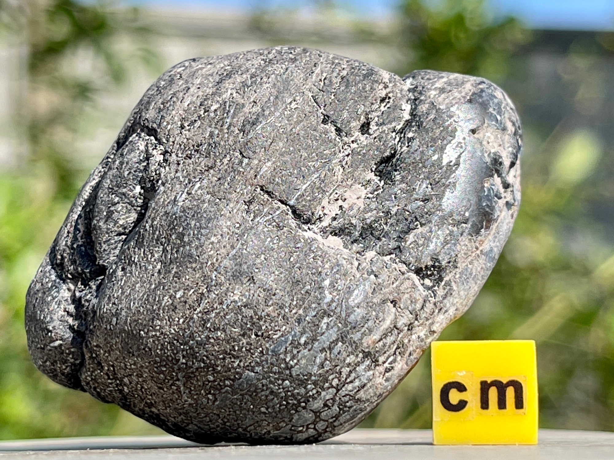 Dinosaur Stomach Stone Gastrolith Fossil 100 Genuine Etsy