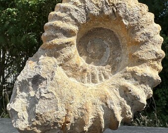 巨大アンモナイトの化石、アカントセラス、台座に載せられた