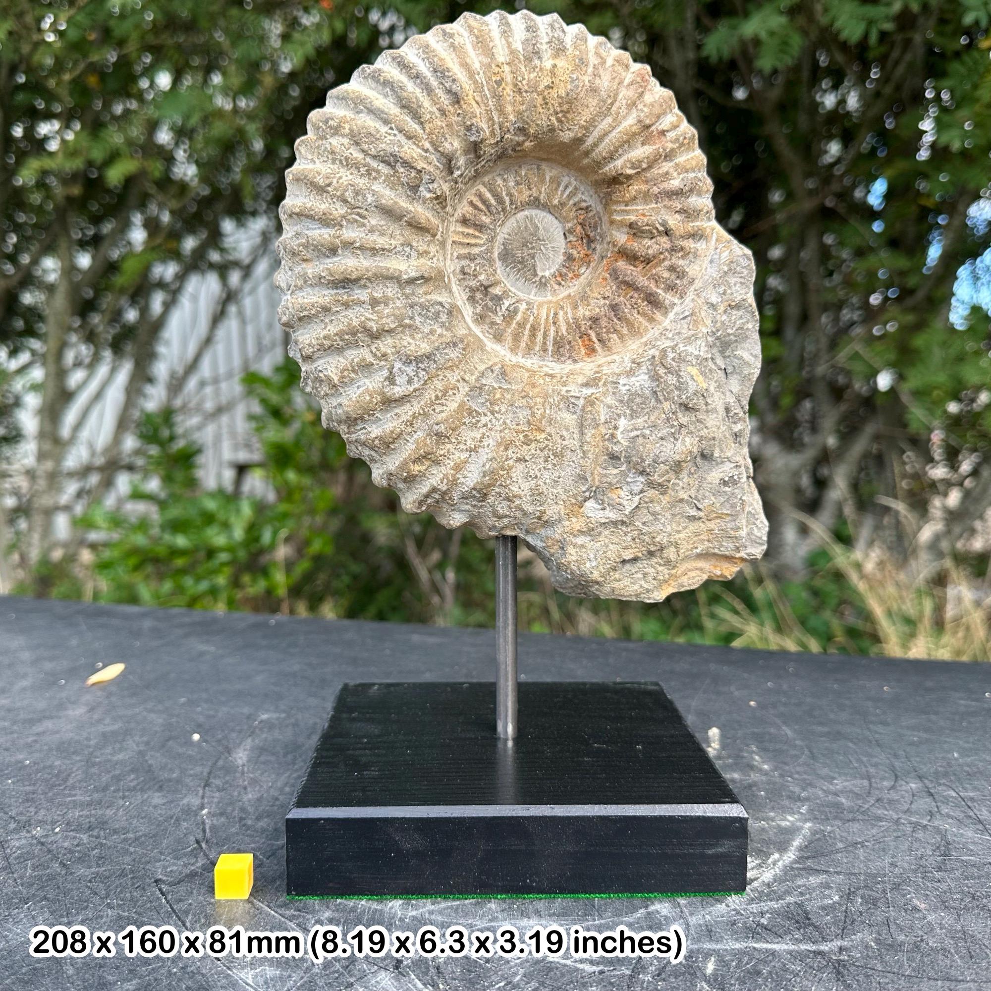 巨大アンモナイトの化石、アカントセラス、台座に載せられた - 本物の