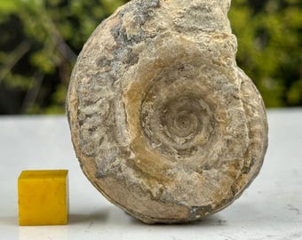 本物のサマセット産アンモナイト化石 - ジュラ紀 - 英国産標本