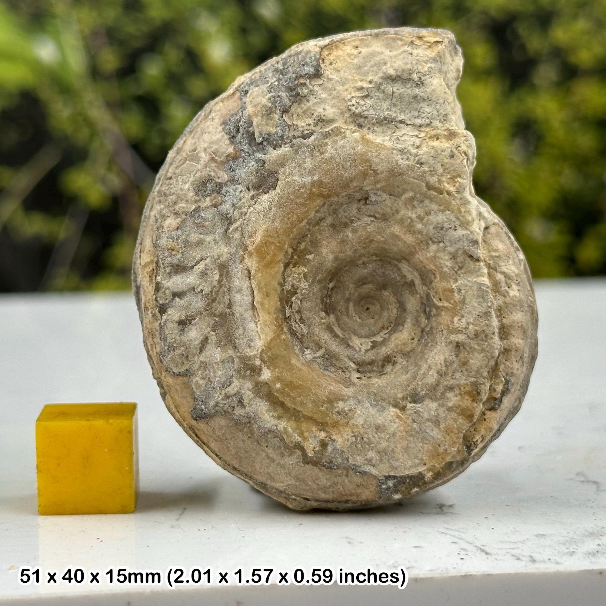 本物のサマセット産アンモナイト化石 - ジュラ紀 - 英国産標本