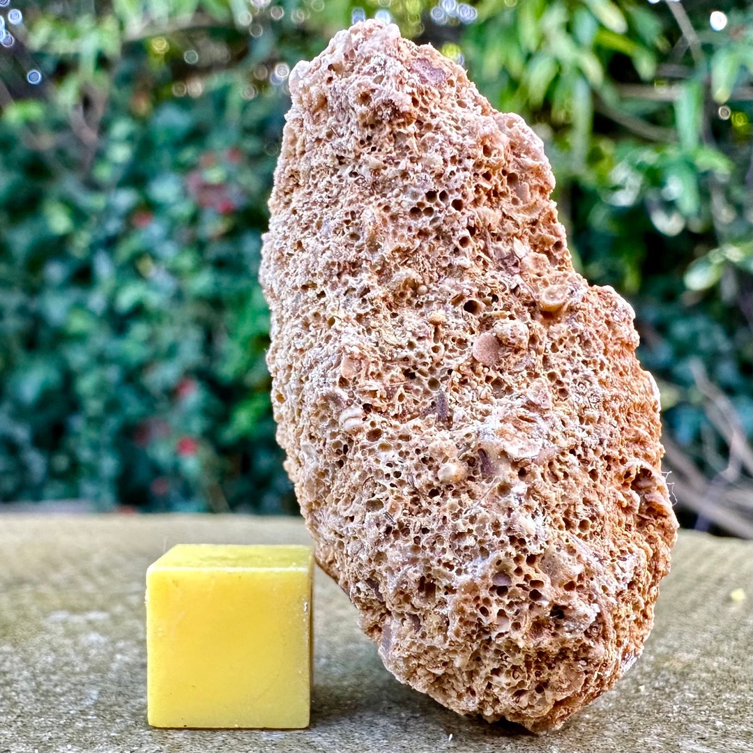 Jurassic Coral Fossil From Wiltshire UK Genuine Fossils for Etsy