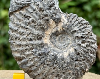 Fósil de amonites Euhoplites dentatus raro, arcilla de Gault, Cretácico Albiense, Folkestone, Reino Unido, certificado