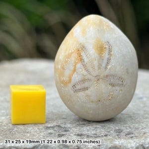 Dendraster echinoid fossil - miocene, indonesia - 100% genuine specimen with coa