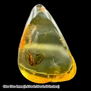 Op de afbeelding: Een doorschijnende, goudgele barnsteen met een gevangen insect, afmetingen 1,6 x 1,0 x 0,4 cm. De steen heeft een druppelvorm. De tekst onderaan luidt "16 x 10 x 4mm (0.63 x 0.39 x 0.16 inches)".