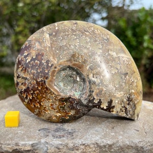 Large polished fossilised ammonite, madagascar cretaceous, authentic, certified