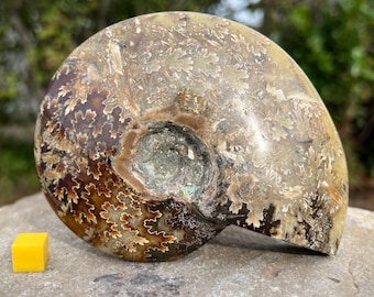 Large polished fossilised ammonite, madagascar cretaceous, authentic, certified