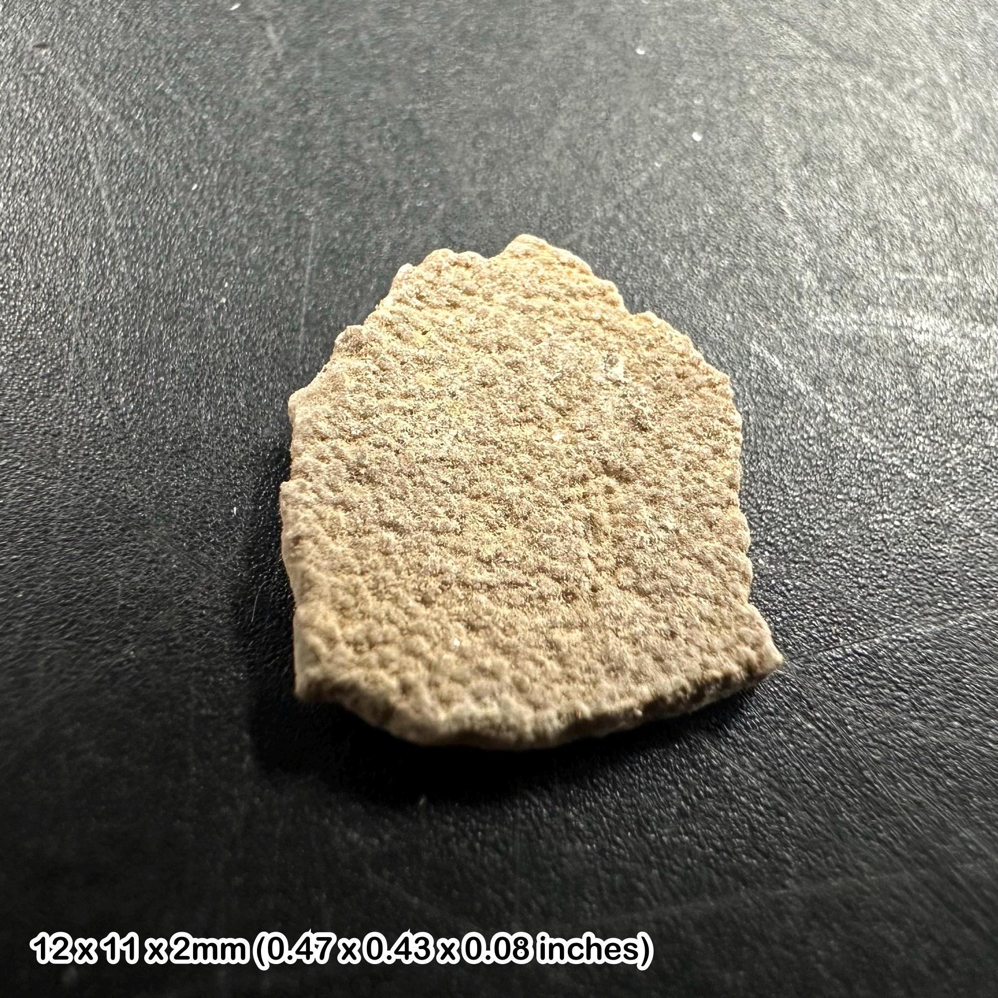 ティタノサウルス恐竜の卵殻本物の化石 - Etsy 日本
