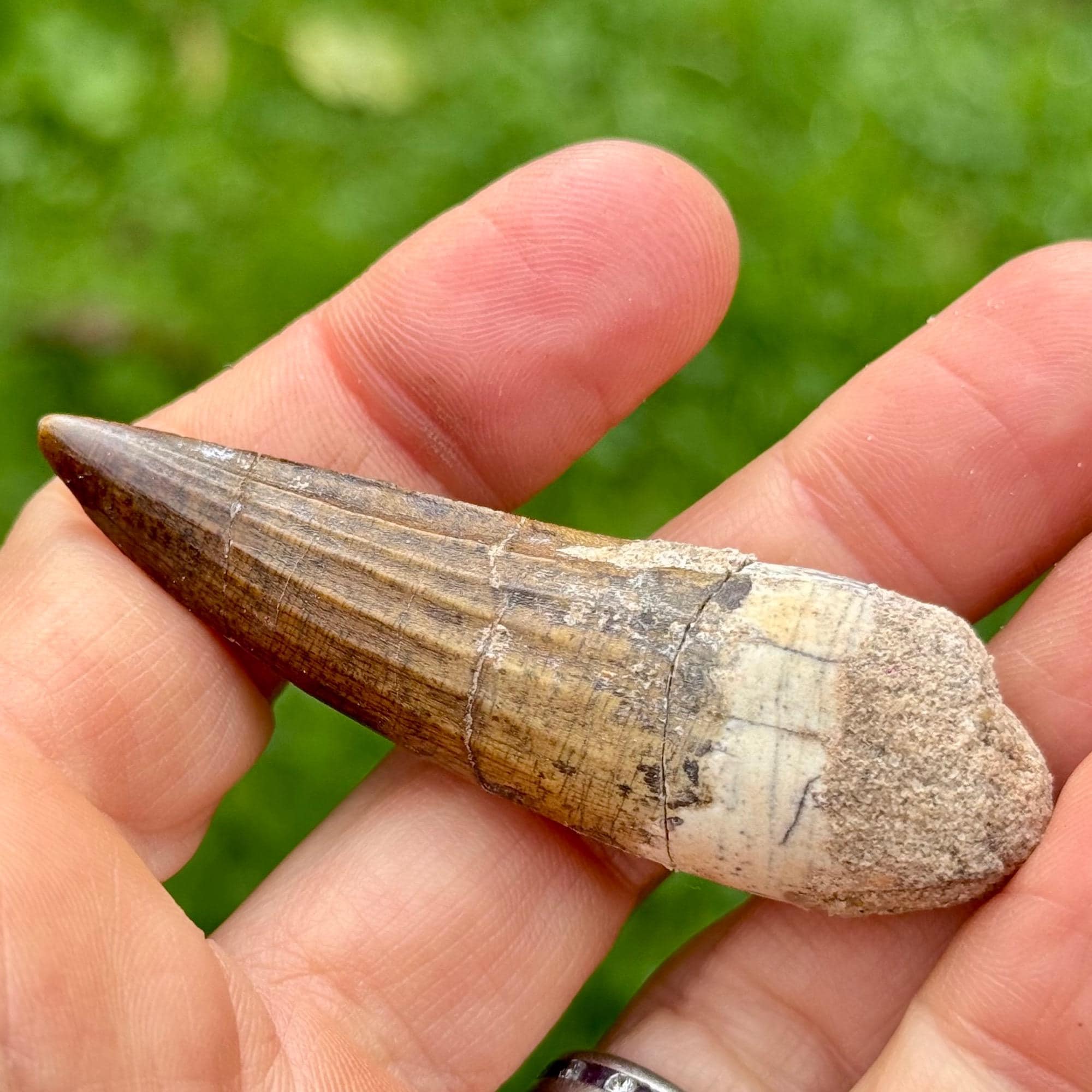 スコミムス（スピノサウルス）恐竜の歯の化石 - 白亜紀、エルハズ層