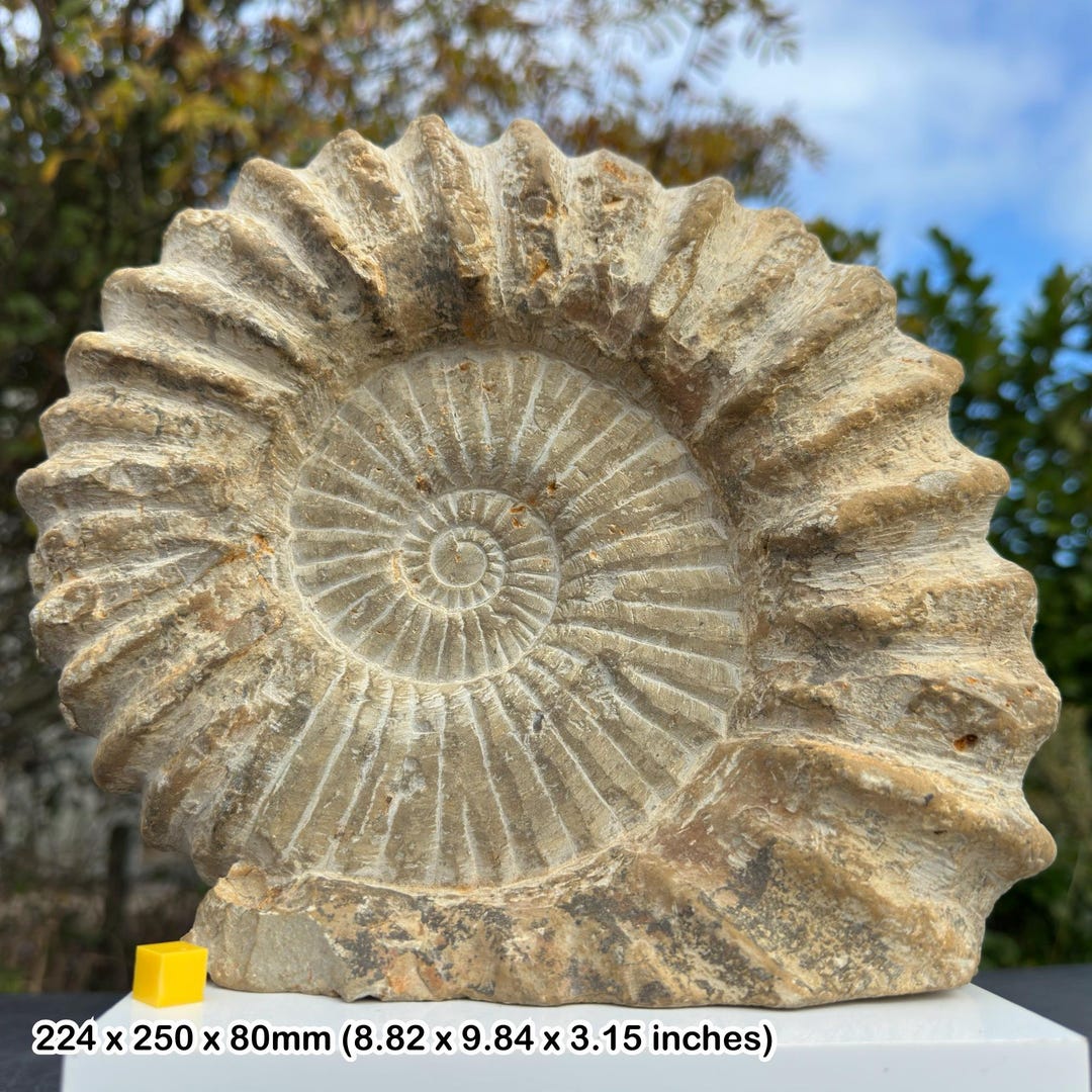 マンテリセラス アンモナイト化石 白亜紀 モロッコ 本物標本 COA 付き