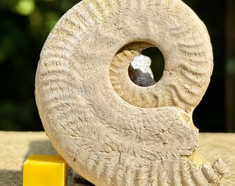 Fossile di ammonite del Somerset - periodo giurassico, Regno Unito