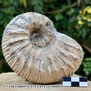 Liparoceras cheltiense ammonite fossil - lower pliensbachian, jurassic, blockley, gloucestershire, uk | 100% genuine specimen + coa