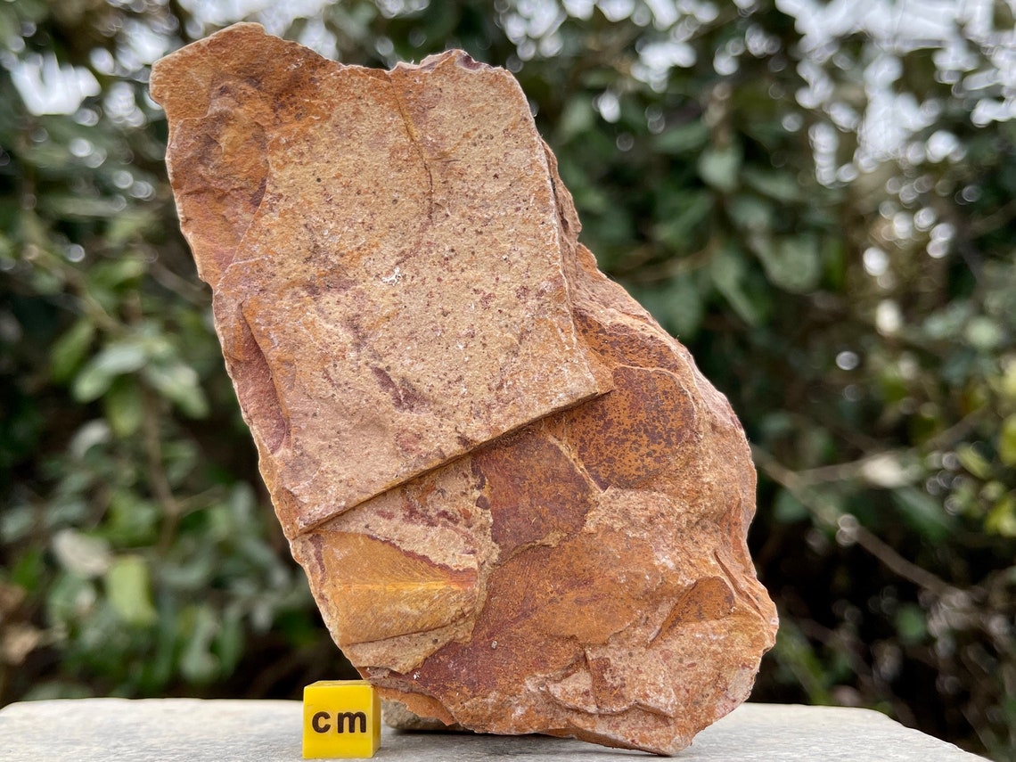 Glossopteris Leaves Fossil 100 Genuine Specimen Australia Etsy