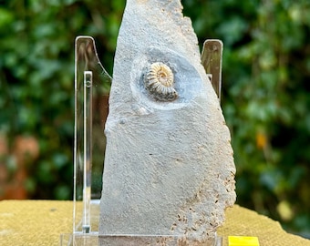 Authentisches Pro Microceras Ammonit Fossil mit Sockel - schwarzen Venen Mergeln, untere lias-Coa eingeschlossen