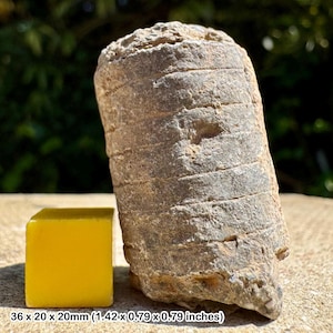 Natural orthoceras fossil orthocone - middle devonian, eifelian, alnif erfoud morocco - genuine specimen with certificate