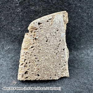 Fossil british dinosaur iguanodon bone, isle of wight, uk. cretaceous age