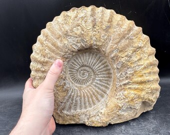 化石化した巨大アンモナイト、マンテリケラス - 本物の標本 - モロッコ