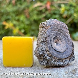 Fossil fish vertebra, london clay, eocene, isle of sheppey, uk - genuine fossil with certificate of authenticity