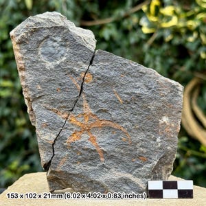 Estrellas frágiles fósiles (ophiura) - valle del Draa, Ordovícico, Marruecos - ejemplar auténtico con coa