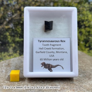 Authentic tyrannosaurus rex tooth (partial) – dinosaur fossil – hell creek formation – cretaceous – montana, usa – coa included