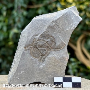 Estrellas frágiles fósiles (ophiura) - valle del Draa, Ordovícico, Marruecos - ejemplar auténtico con coa