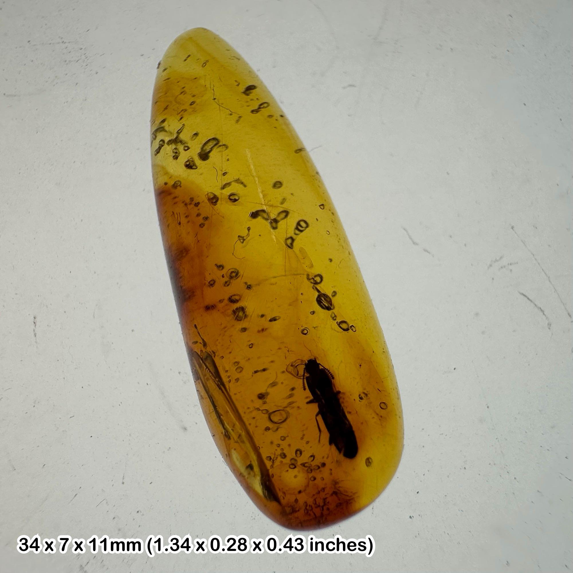 ビルマ産白亜紀琥珀、未確認昆虫含有、紫外線蛍光、COA付き本物標本
