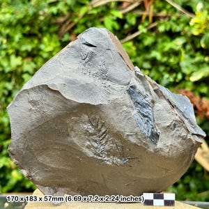 Alethopteris decurrens fossil fern | carboniferous plant | coal measures | radstock uk | genuine with certificate