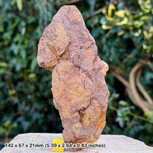 Estrellas frágiles fósiles (ophiura) - valle del Draa, Ordovícico, Marruecos - ejemplar auténtico con coa