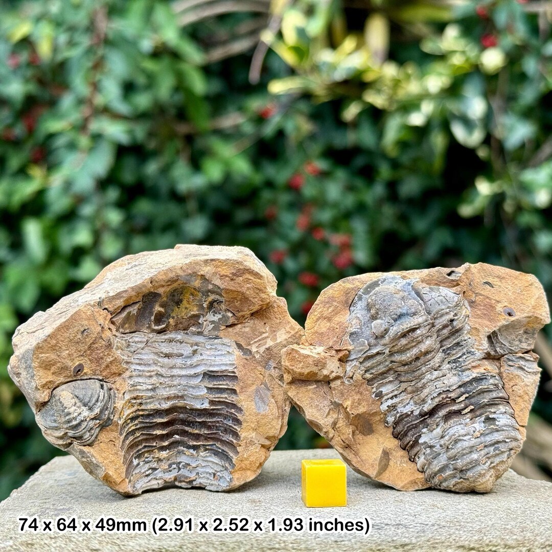 File:Diacalymene ouzregui fossil trilobite (Upper Ktaoua Formation, Upper Ordovician; southeastern Morocco) 3.jpg - Wikimedia