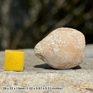 Dendraster echinoid fossil - miocene, indonesia - 100% genuine specimen with coa