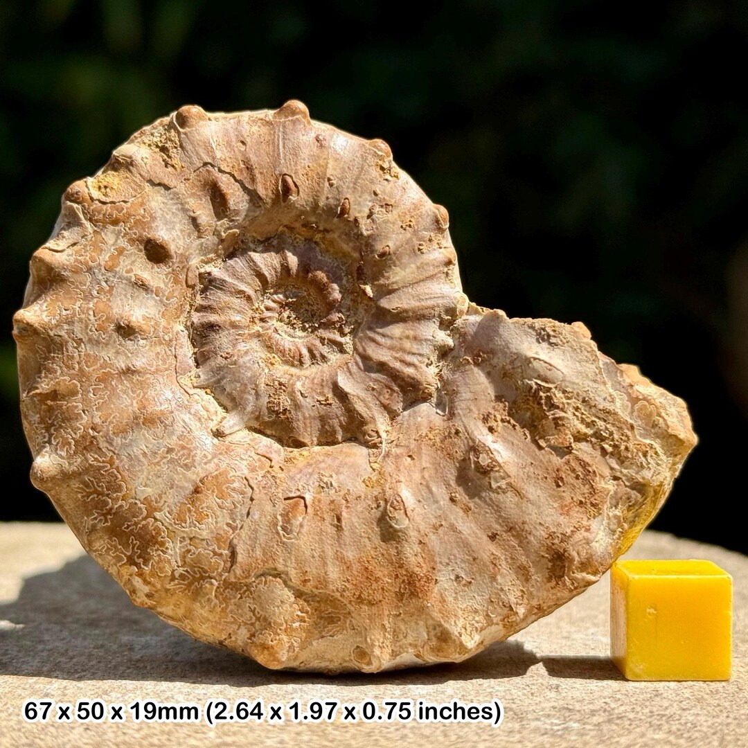 Epaspidoceras Subdistractum Fossil Ammonite – Callovian, Jurassic ...